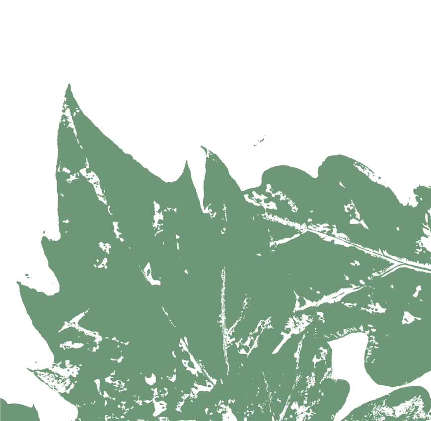 Leaf Graphic